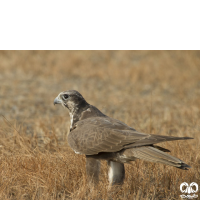 گونه شاهین بلوچی Laggar Falcon